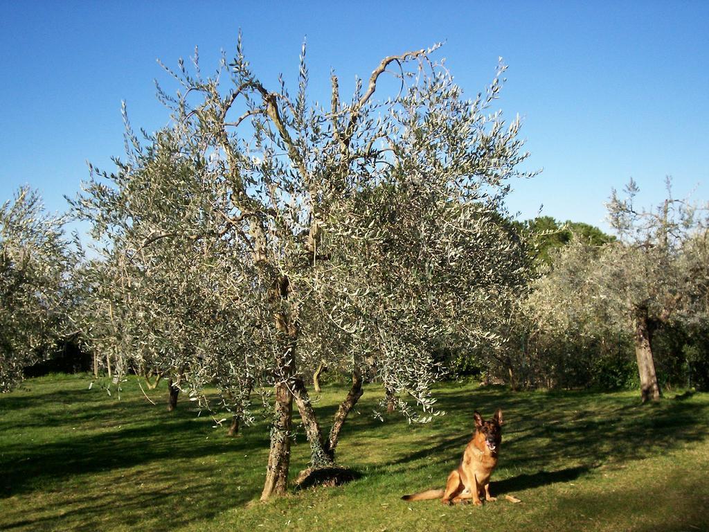 Podere Il Caggio Rooms 산지미냐노 외부 사진