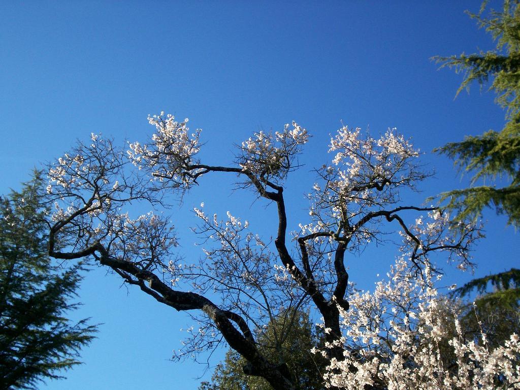 Podere Il Caggio Rooms 산지미냐노 외부 사진